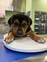 Chocolate Pound Cake