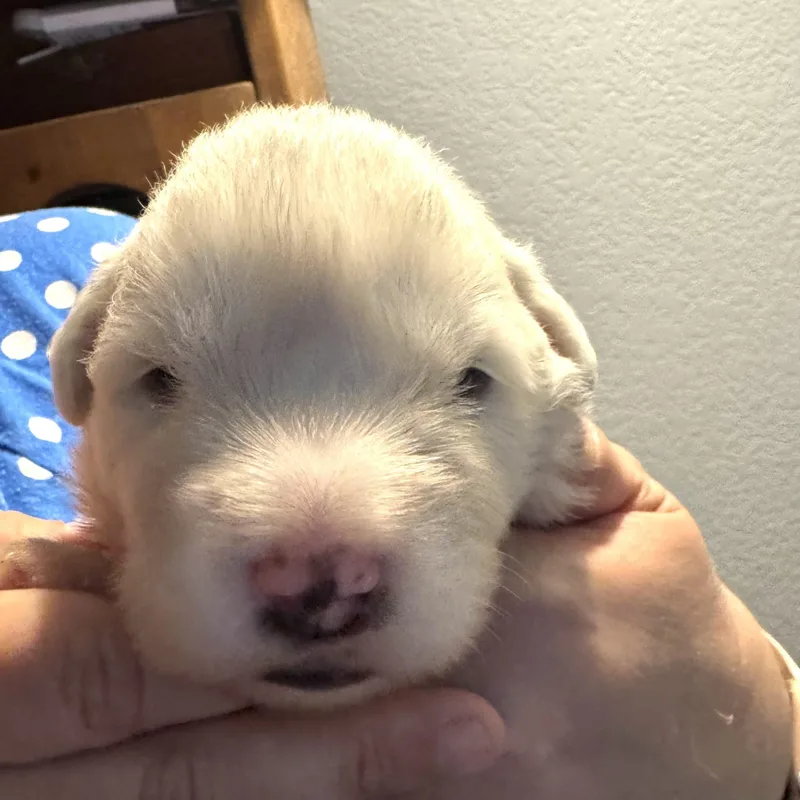 Columbine Dfw Of The