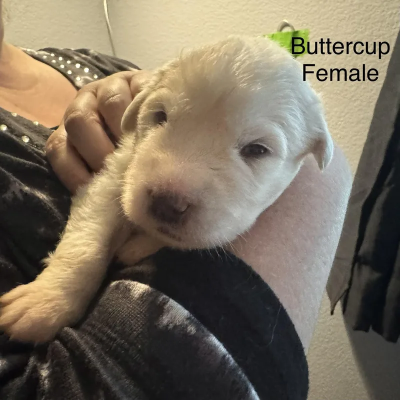 Buttercup Dfw Of The