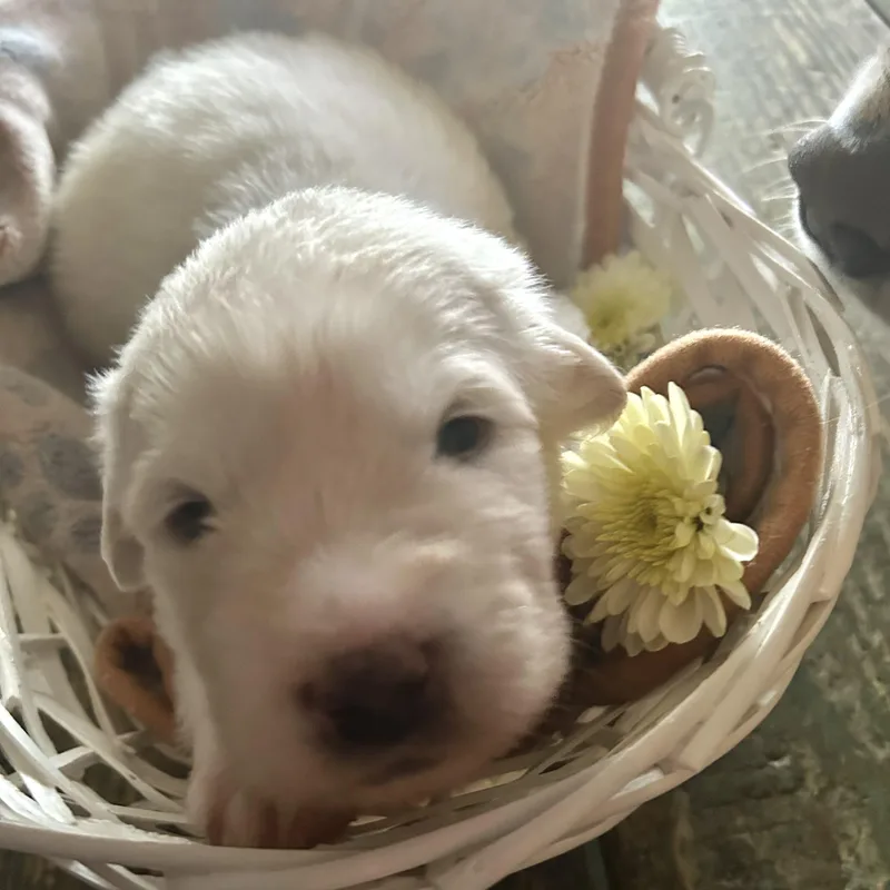 Indian Paintbrush Dfw Of