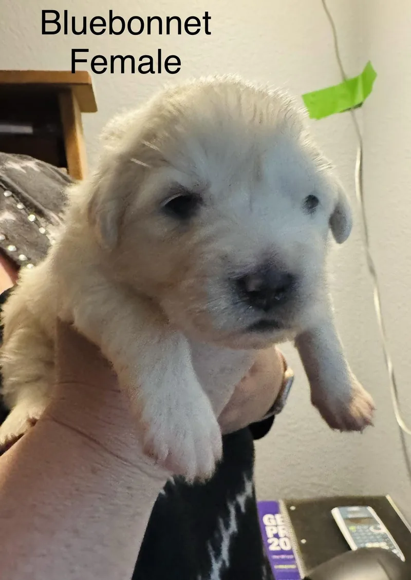 Bluebonnet Dfw Of The