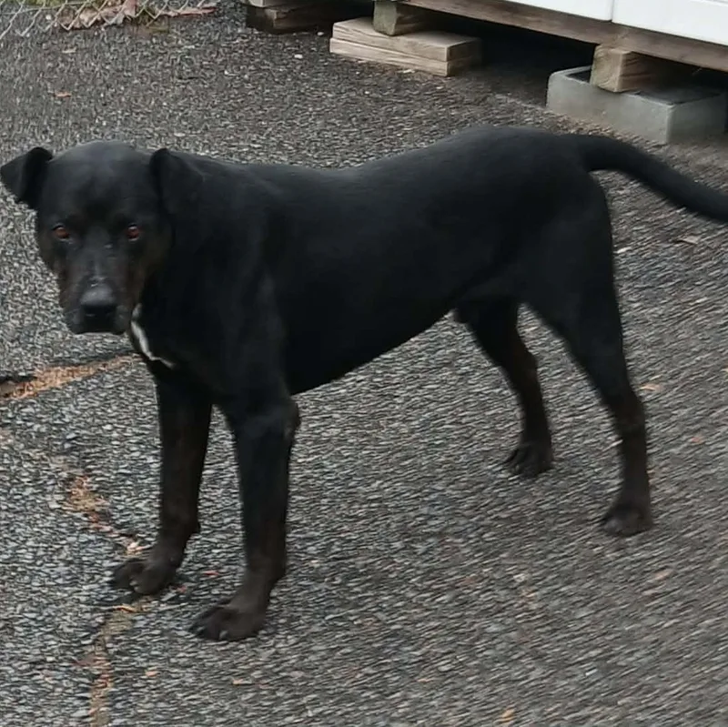 Midnight thumbnail 2