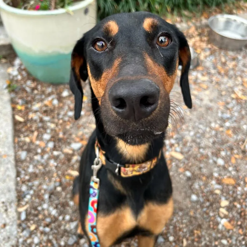 Jasmine Rose thumbnail 2