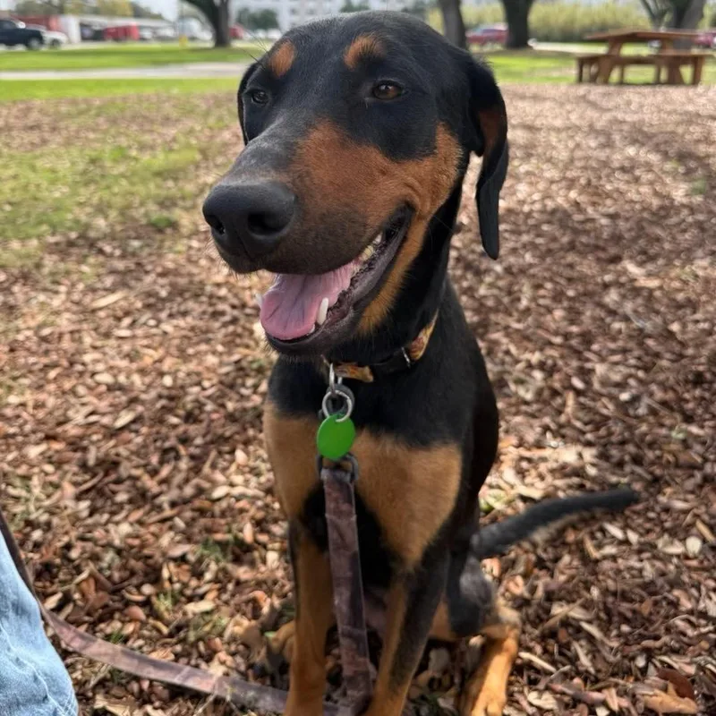 Jasmine Rose thumbnail 3