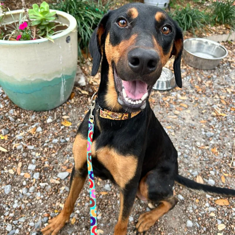 Jasmine Rose thumbnail 4