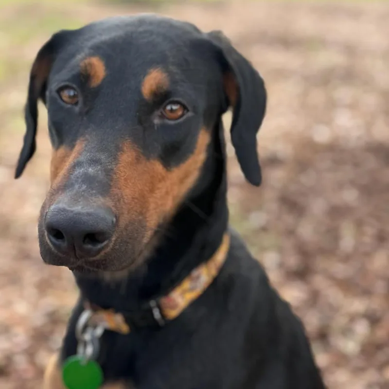 Jasmine Rose thumbnail 5