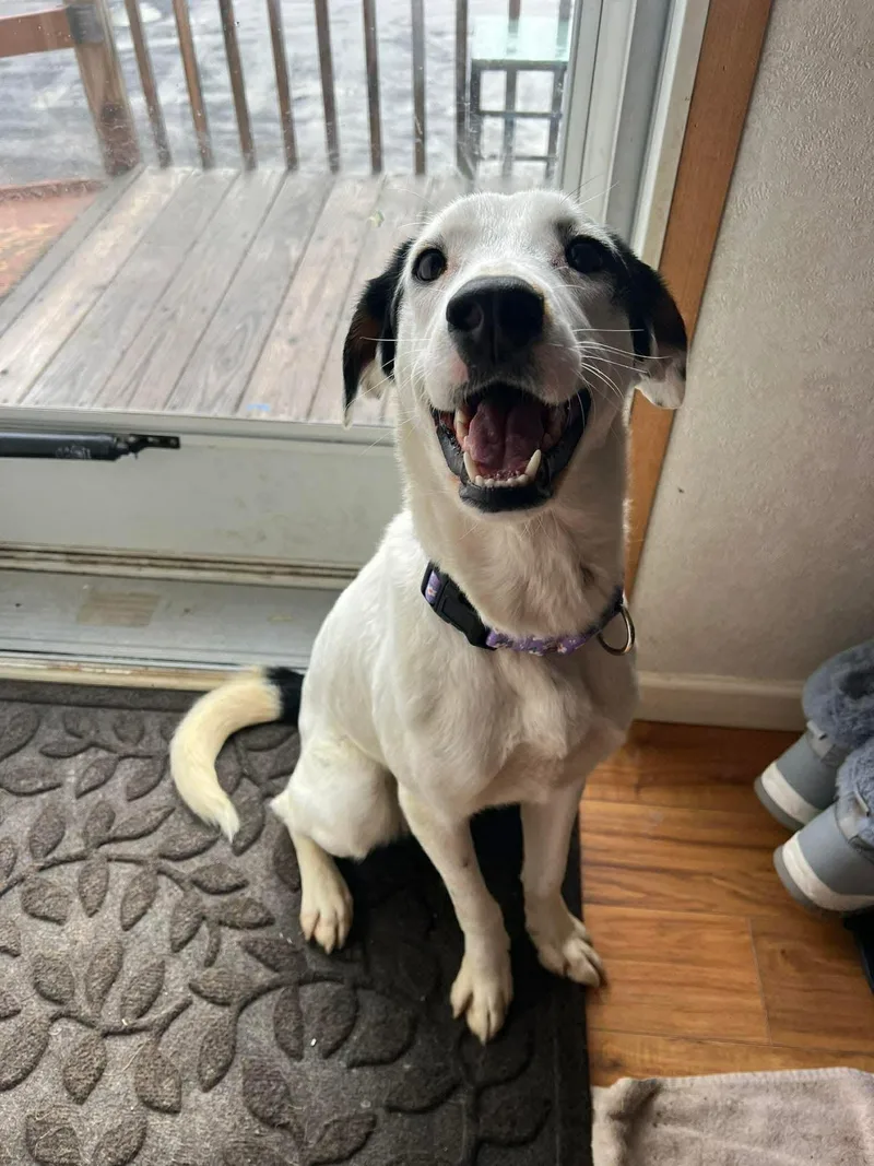 Mrs Clause Missy thumbnail 2