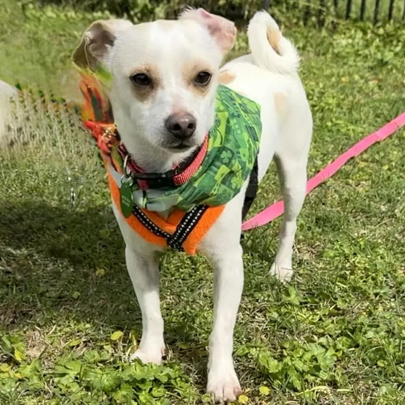 Tater Tot thumbnail 2