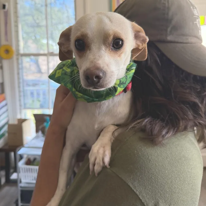 Tater Tot thumbnail 3