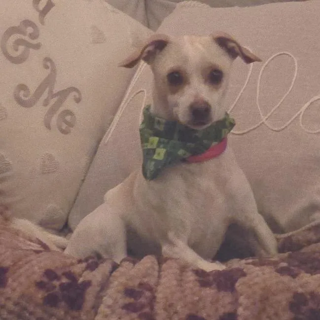 Tater Tot thumbnail 4