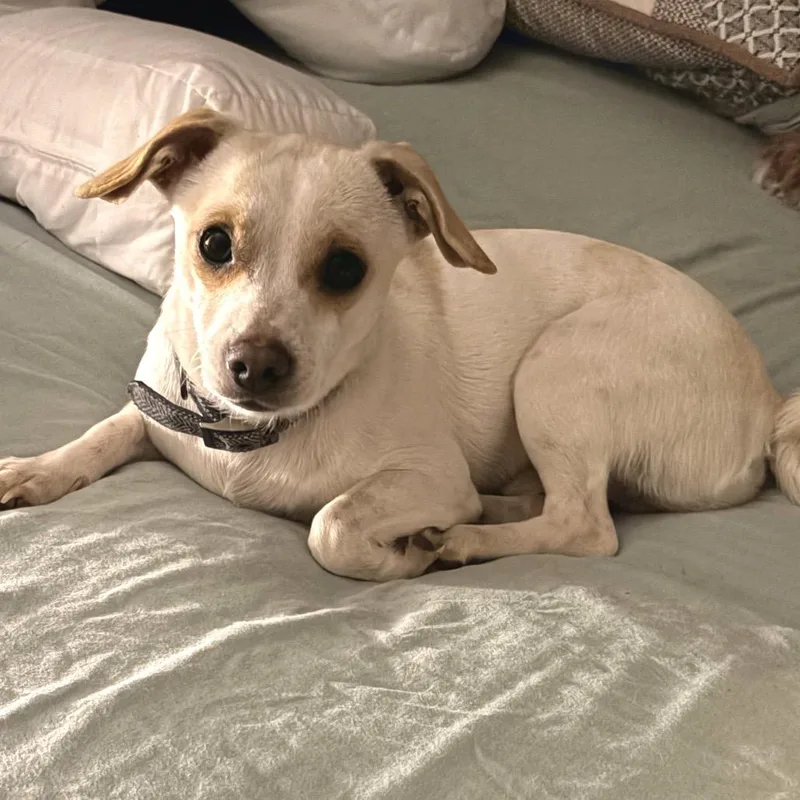 Tater Tot thumbnail 6