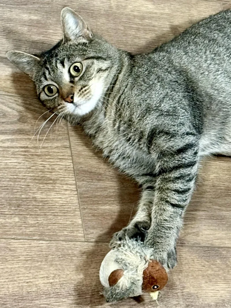 Serafina thumbnail 2