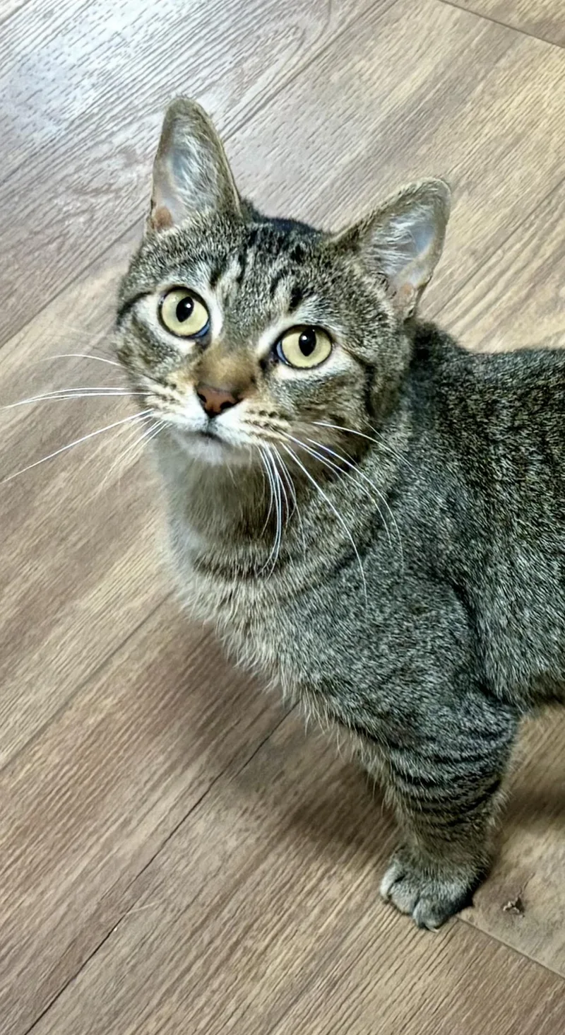 Serafina thumbnail 4