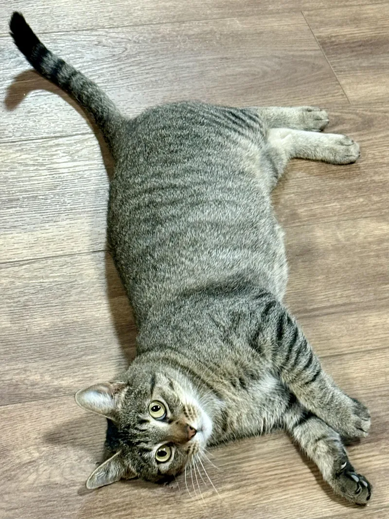 Serafina thumbnail 5