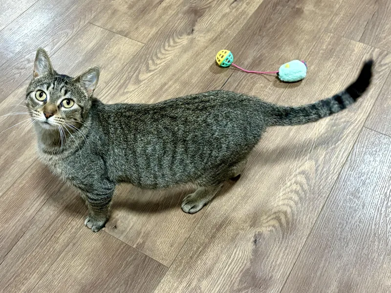 Serafina thumbnail 6