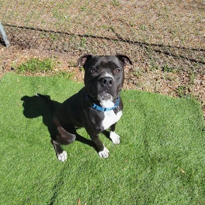An adult medium-sized male Mixed Breed dog named Bear for adoption in Lake Panasoffkee, FL