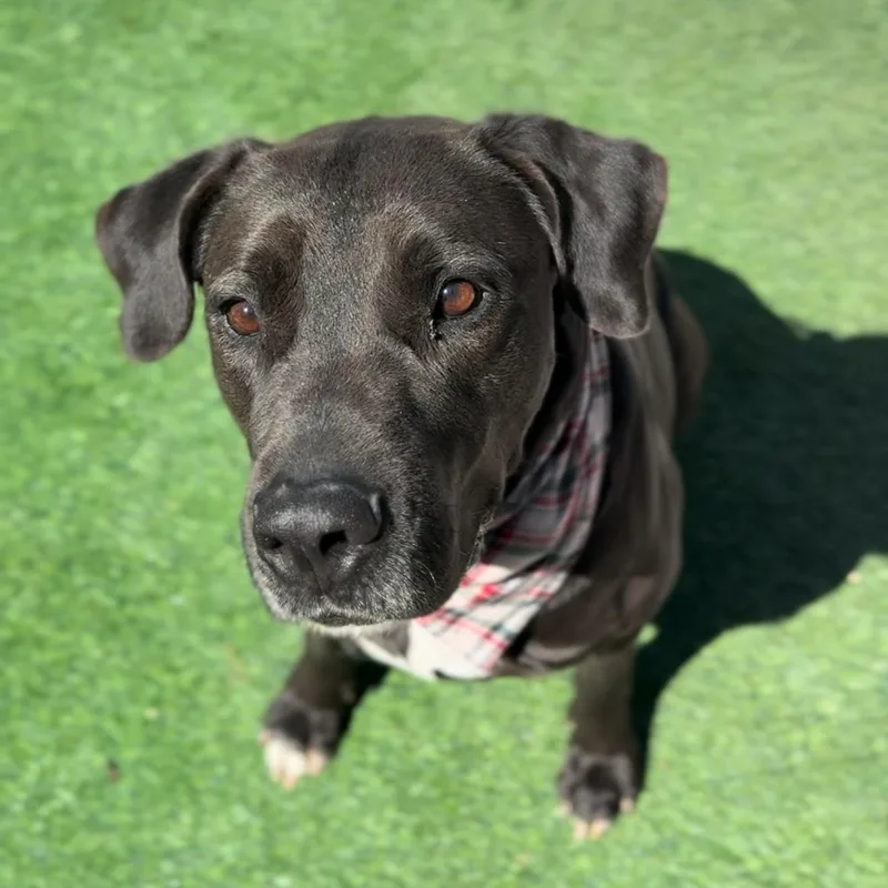 Rexie The Bestie thumbnail 2