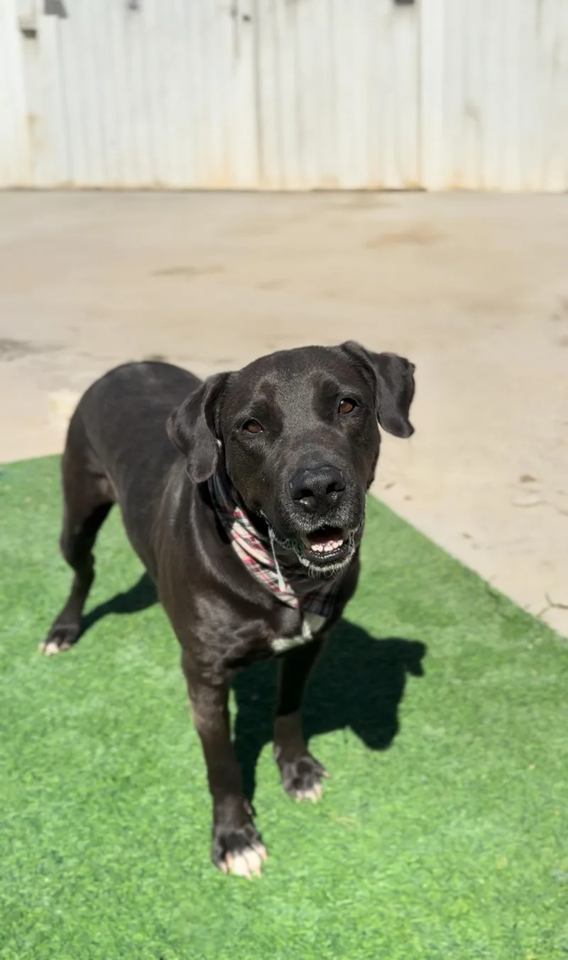 Rexie The Bestie thumbnail 3