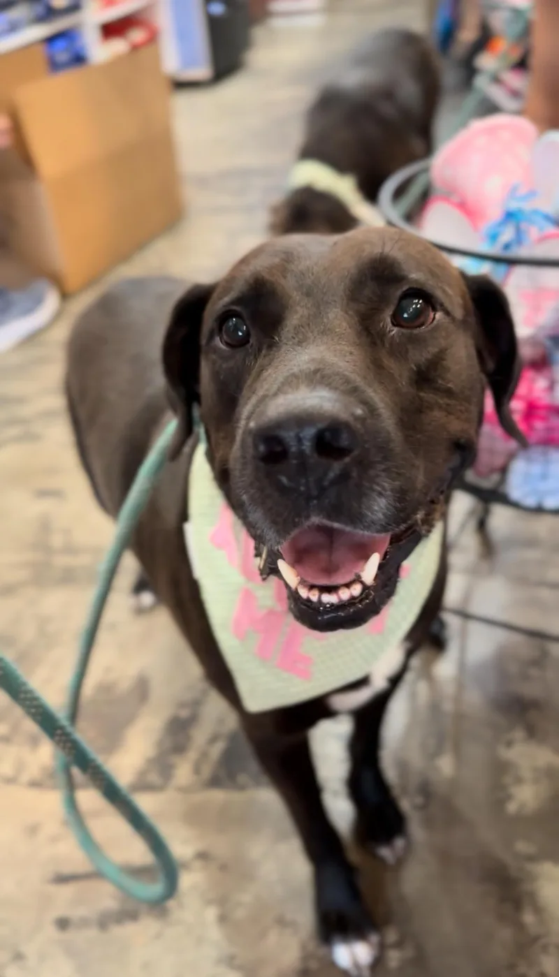 Rexie The Bestie thumbnail 5