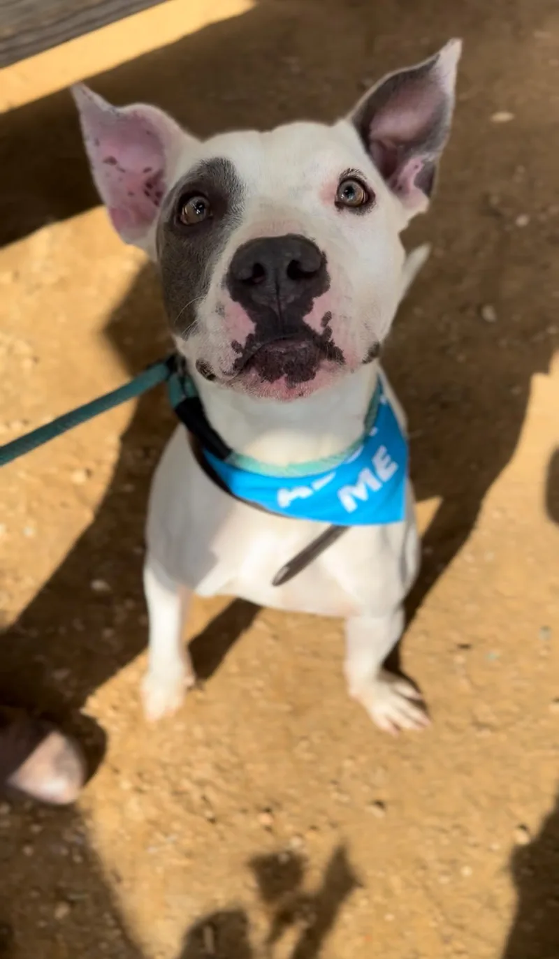 Rocket Man thumbnail 4