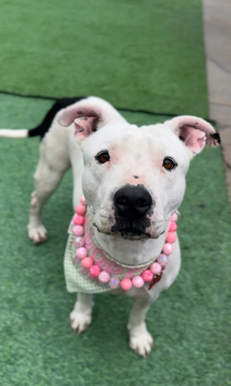 Snow White Sweetness thumbnail 2