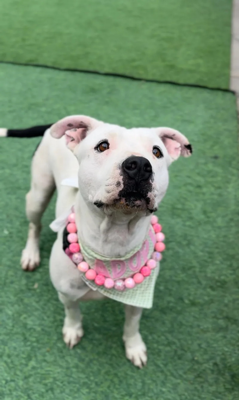 Snow White Sweetness thumbnail 3