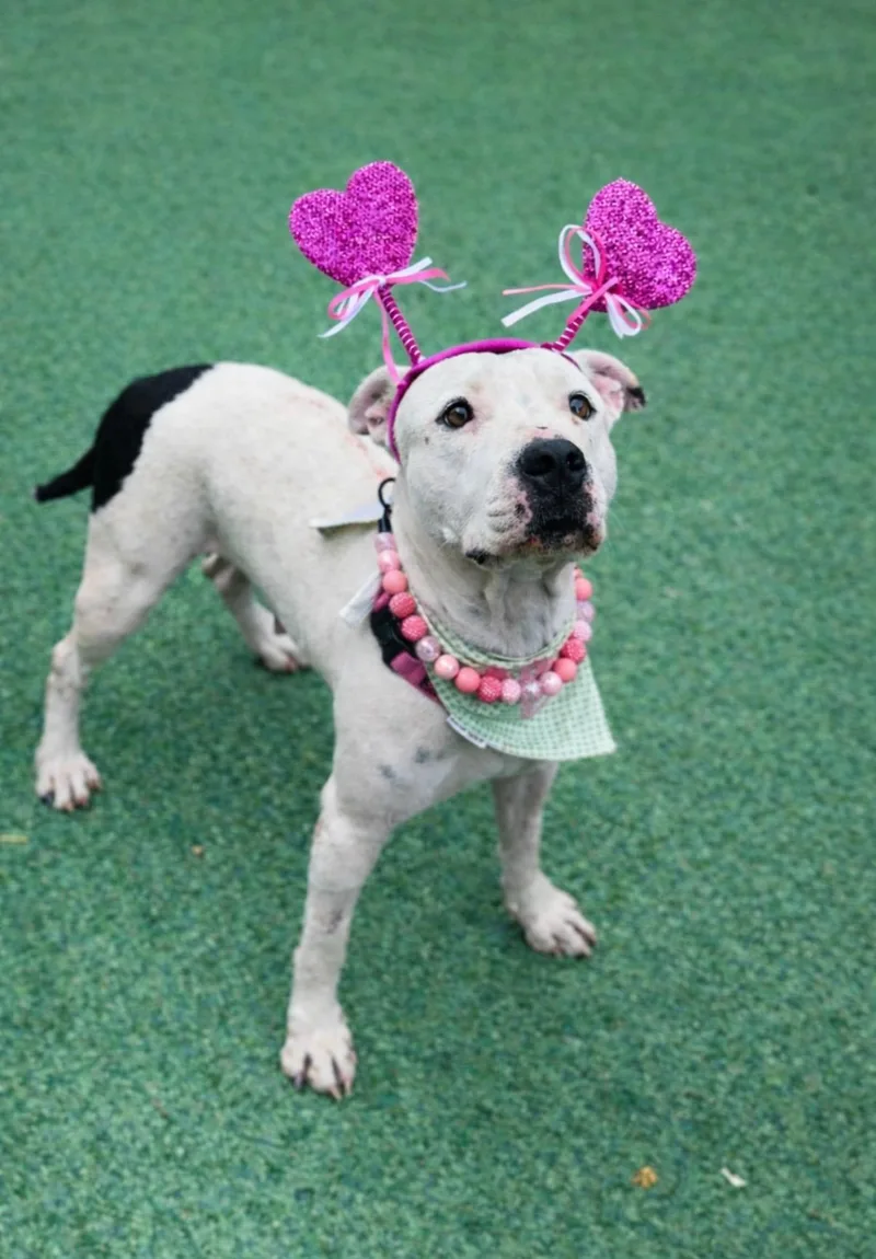 Snow White Sweetness thumbnail 4