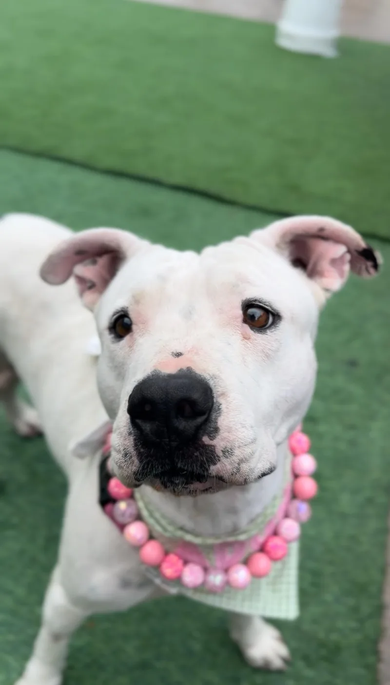 Snow White Sweetness thumbnail 5