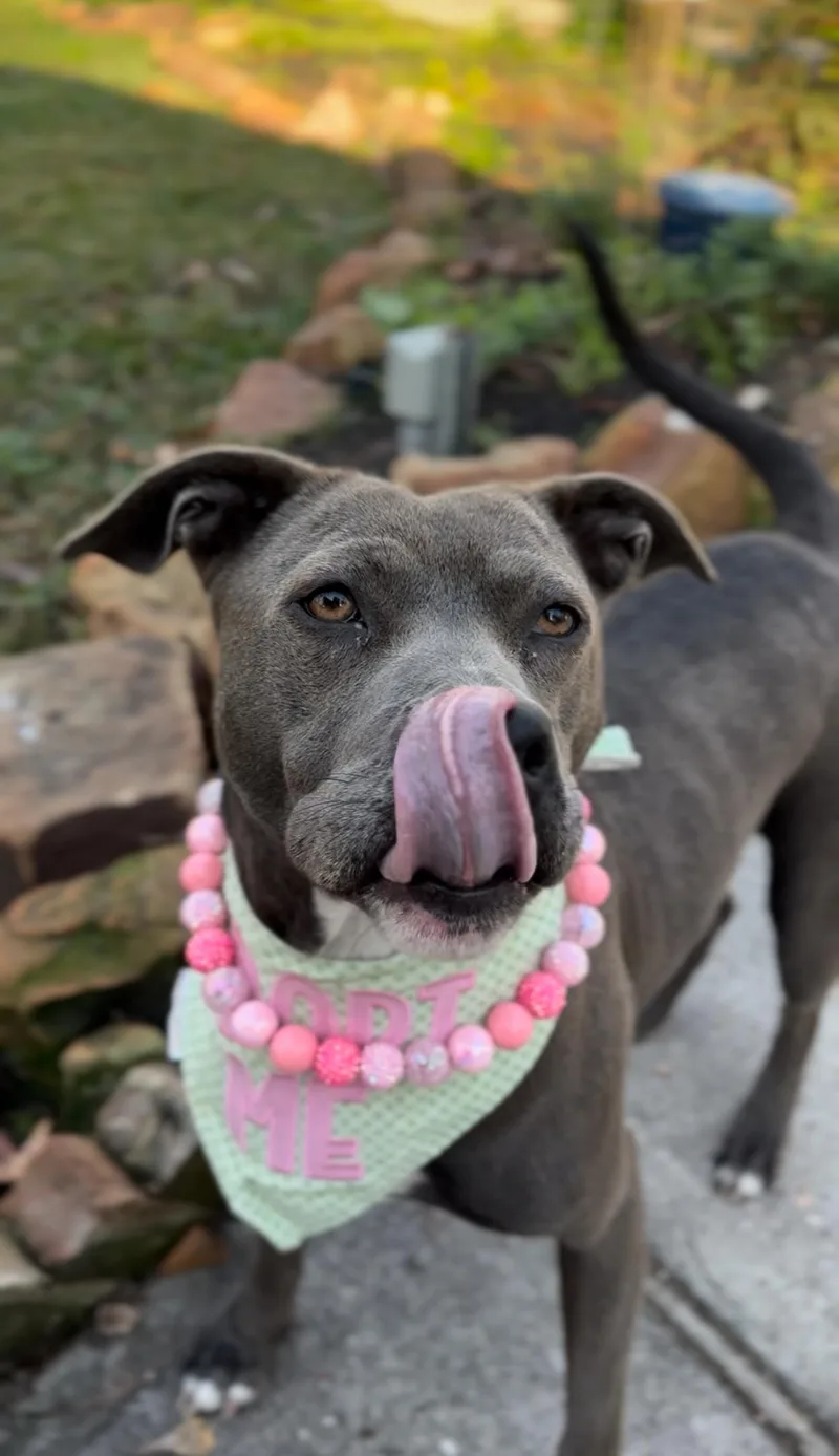 Sweet Brandy Rose thumbnail 2