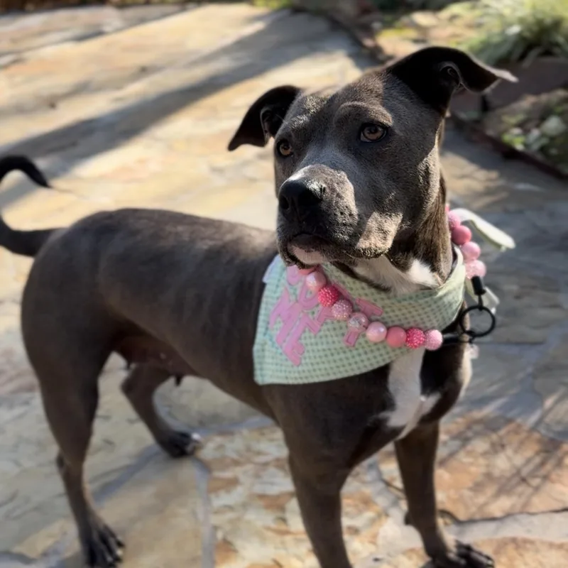 Sweet Brandy Rose thumbnail 3