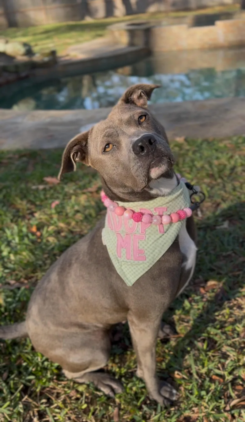 Sweet Brandy Rose thumbnail 4