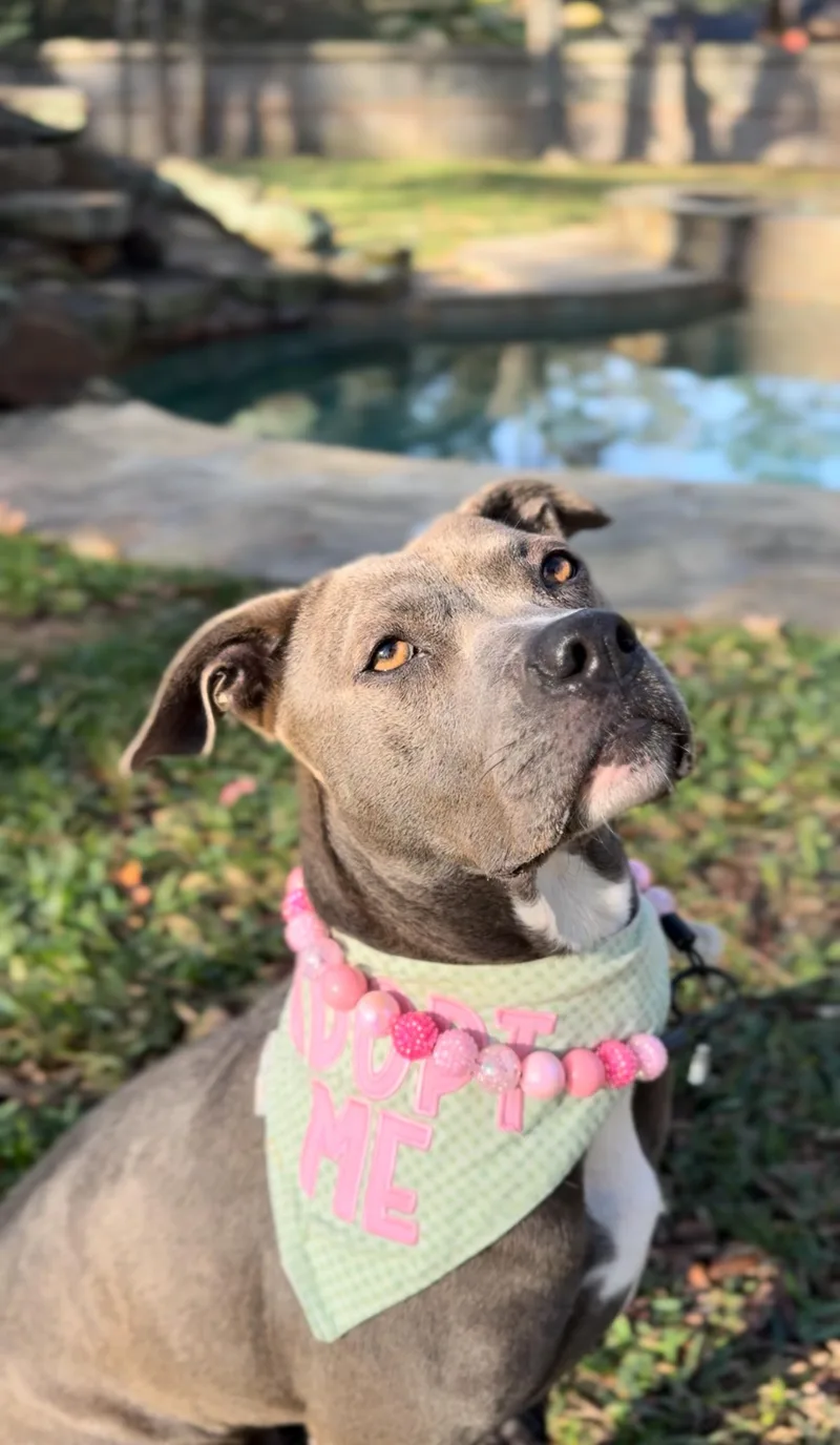 Sweet Brandy Rose thumbnail 5