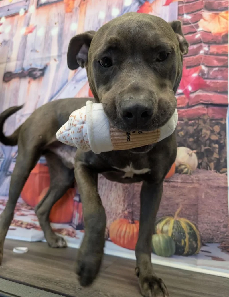 Toby Maguire thumbnail 4