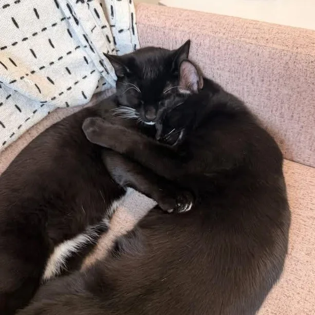 Dale & Cole thumbnail 2