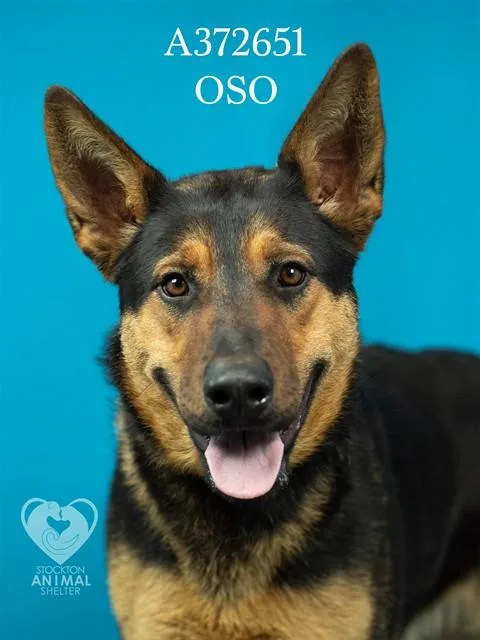 Oso