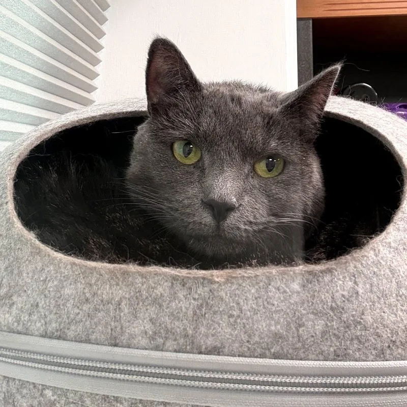 Harper & Oliver thumbnail 2