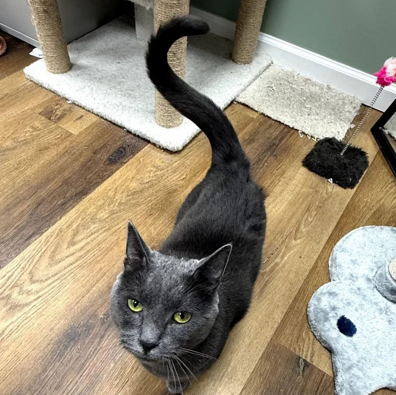 Harper & Oliver thumbnail 4