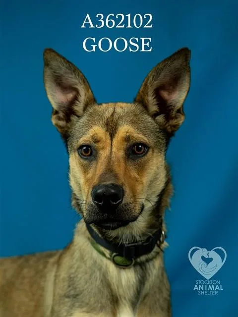 Goose