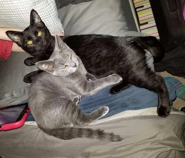 Ivory Fka Evie thumbnail 2