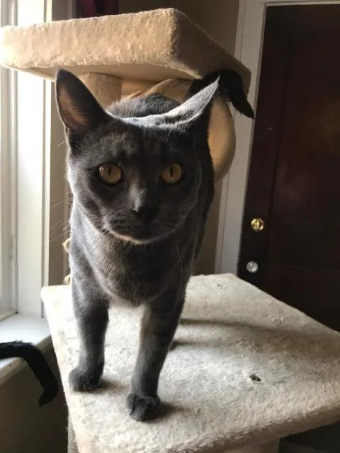 Ivory Fka Evie thumbnail 4