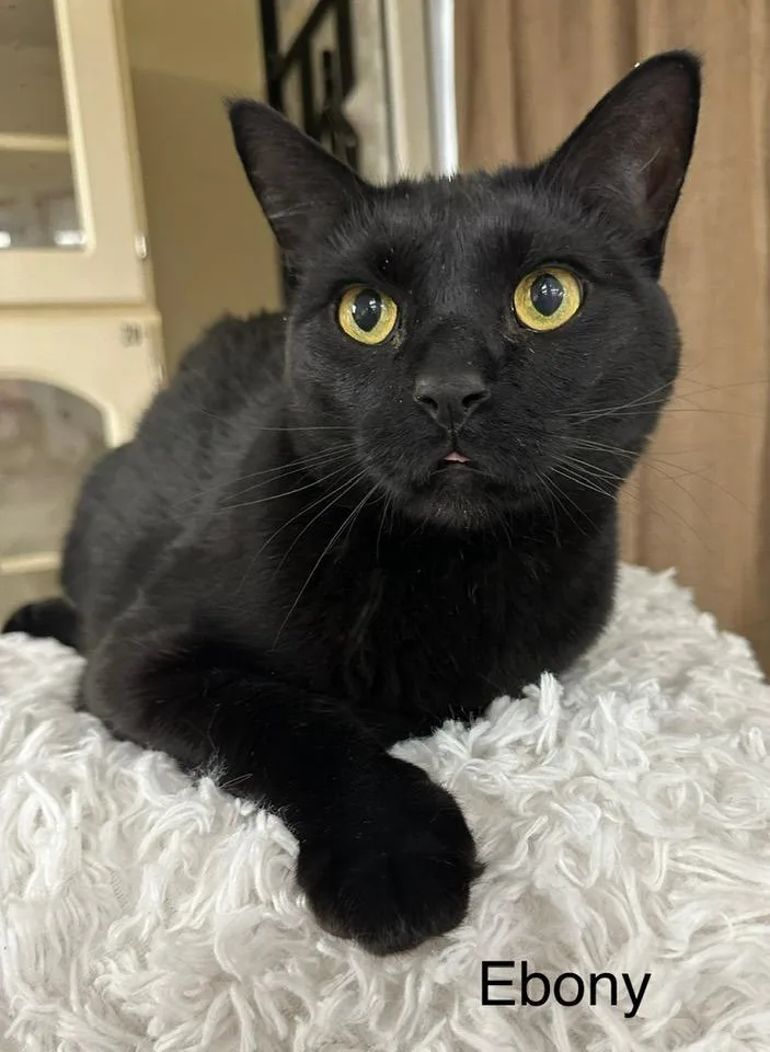 Ebony Fka Jax thumbnail 2