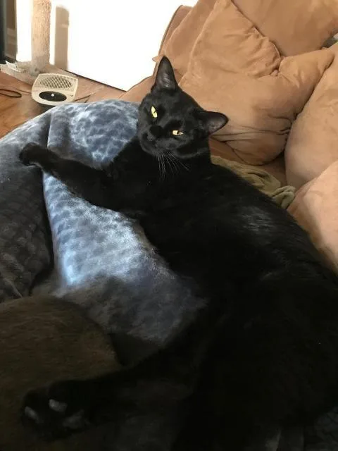 Ebony Fka Jax thumbnail 3