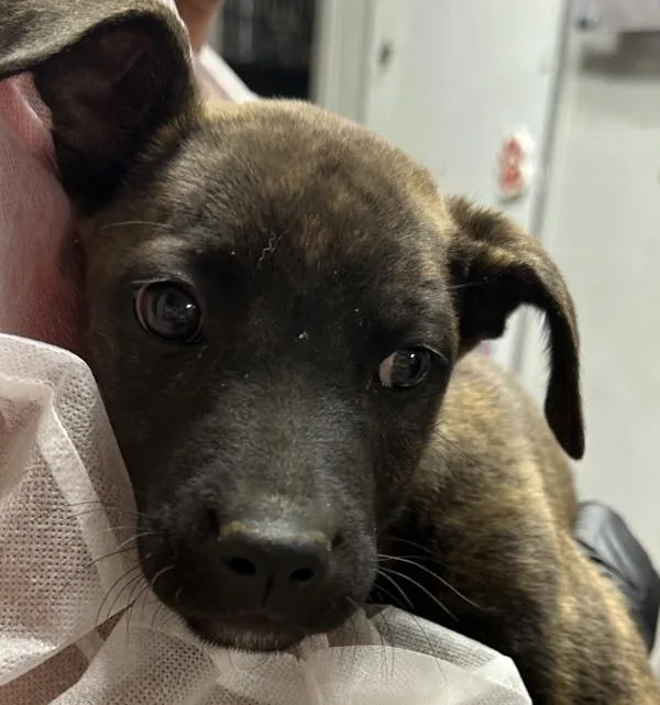 Sprinkles thumbnail 2