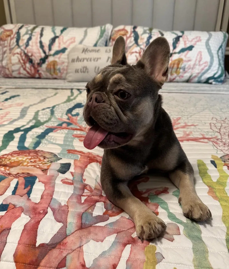 Little Penelope thumbnail 2