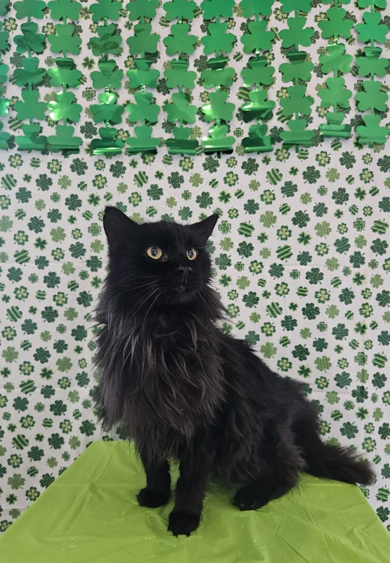 Missy & Billy thumbnail 3