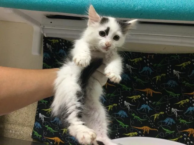 A baby small-sized male Domestic Long Hair cat named Frosty for adoption in Riverside, CA