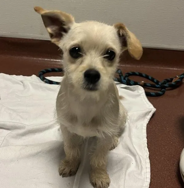 A young small-sized female Chihuahua dog named Ariel for adoption in Dublin, CA