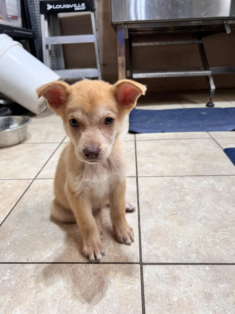 A baby medium-sized female Husky dog named Adele for adoption in Tracy City , TN
