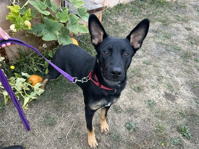 A young medium-sized male German Shepherd Dog dog named Delgado for adoption in McKinleyville, CA
