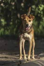 Test pet Max thumbnail 2